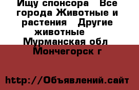 Ищу спонсора - Все города Животные и растения » Другие животные   . Мурманская обл.,Мончегорск г.